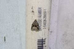 Protodeltote muscosula