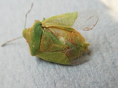Thyanta pallidovirens