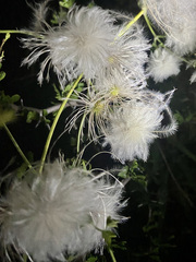 Clematis drummondii