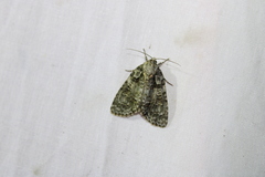 Acronicta
