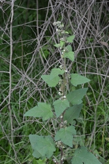 Kearnemalvastrum lacteum