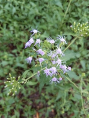 Chromolaena odorata