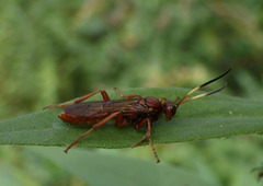 Ichneumonina