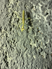 Stagmomantis resacae