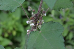 Kearnemalvastrum lacteum
