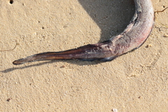 Conger conger