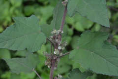 Kearnemalvastrum lacteum