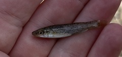 Fundulus catenatus