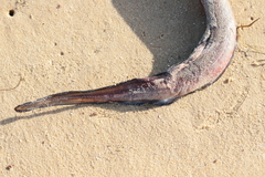Conger conger