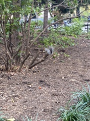 Sciurus carolinensis