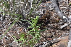 Galium boreale