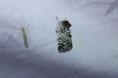 Harrisimemna trisignata