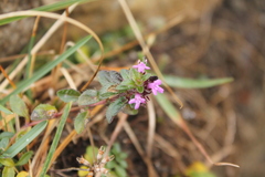 Thymus praecox polytrichus