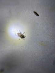 Astyleiopus variegatus