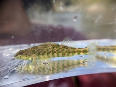 Etheostoma zonale