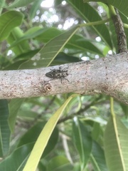 Chrysobothris acutipennis