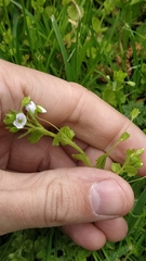 Veronica filiformis