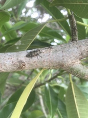 Chrysobothris acutipennis