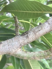 Chrysobothris acutipennis