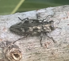 Chrysobothris acutipennis