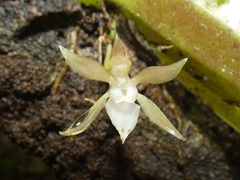 Trichocentrum capistratum