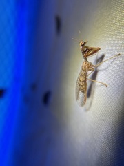 Mantispidae