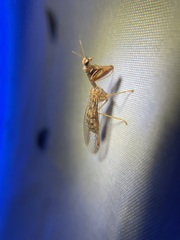 Mantispidae