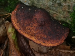 Daedaleopsis tricolor