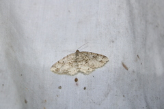 Melanolophia