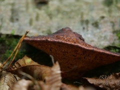 Daedaleopsis tricolor