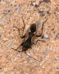 Rhyparochromus