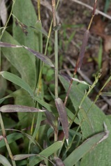 Cleistogenes serotina