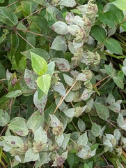 Pycnanthemum muticum