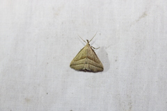 Macrochilo absorptalis