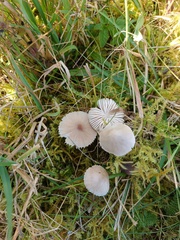 Mycena zephirus