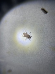 Astyleiopus variegatus