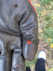 Homoeolabus analis