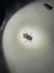 Astyleiopus variegatus