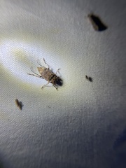 Astyleiopus variegatus