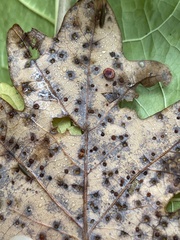 Neuroterus tantulus