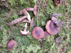 Tricholoma fulvum