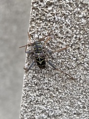 Neoclytus scutellaris