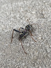 Neoclytus scutellaris