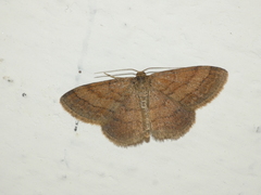 Scopula rubiginata
