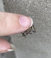 Neoclytus scutellaris