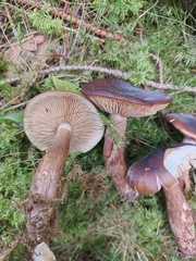 Tricholoma fulvum