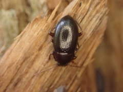 Helopini