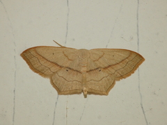 Scopula imitaria