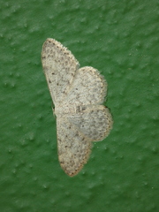 Scopula marginepunctata