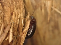 Helopini